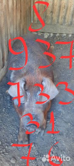 Поросята кантор