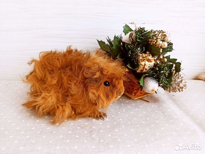 Морская свинка