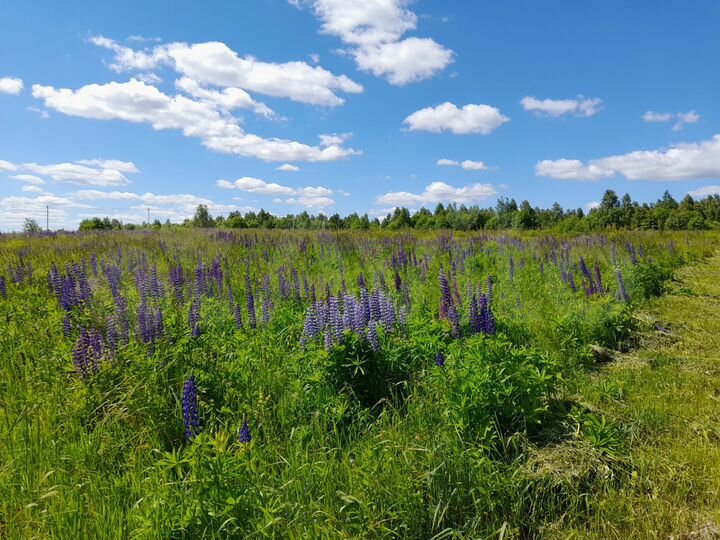 Участок 15 сот. (СНТ, ДНП)