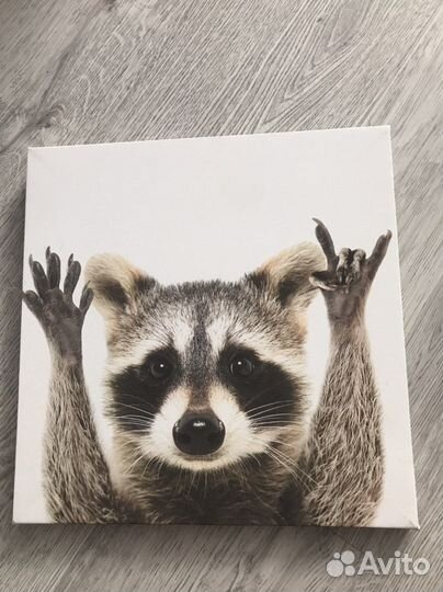Картина енот