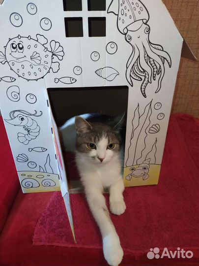 Кошка