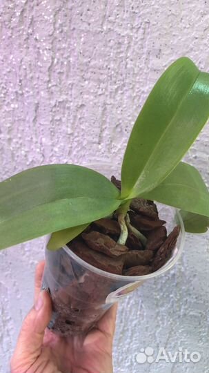 Орхидея Sogo lawrence, ароматная