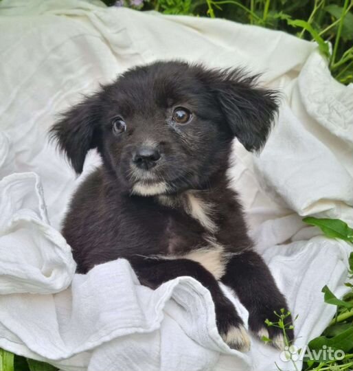 Привитые щенки в дар