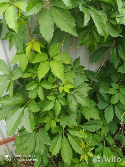 Девичий виноград