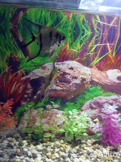 Аквариум 98л