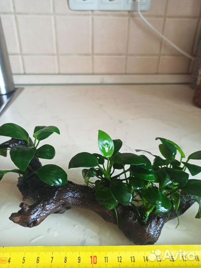 Анубиасы прирощенные на коряжку