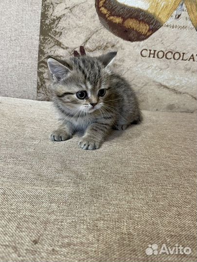 Шотландские вислоухие и прямоухие котята