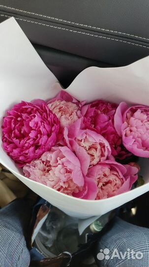 Пионы сортовые саженцы