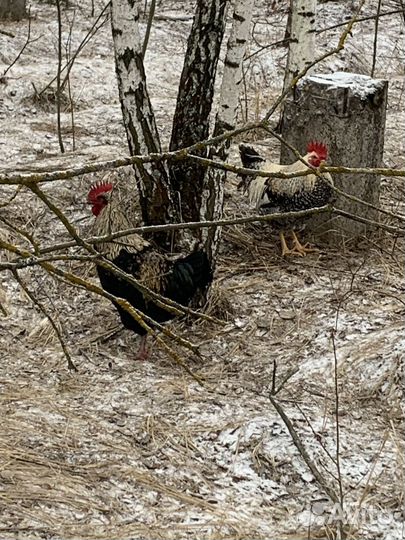 Молодые петухи