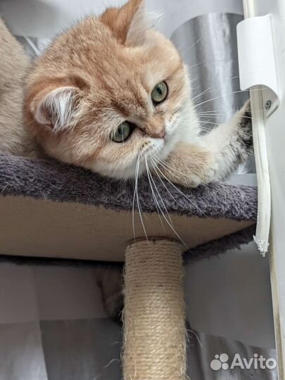 Котёнок британской шиншиллы Ny 11