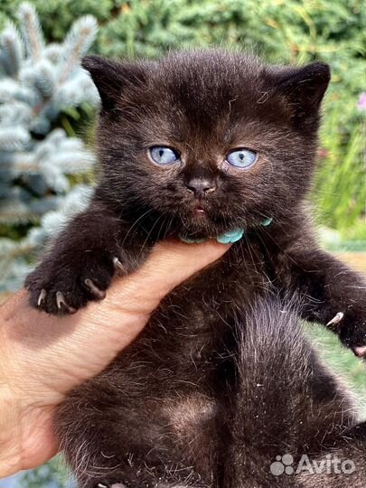 Шотландские угольки