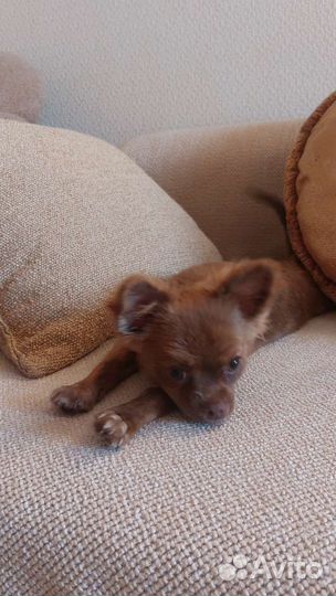 Чихуахуа мальчик
