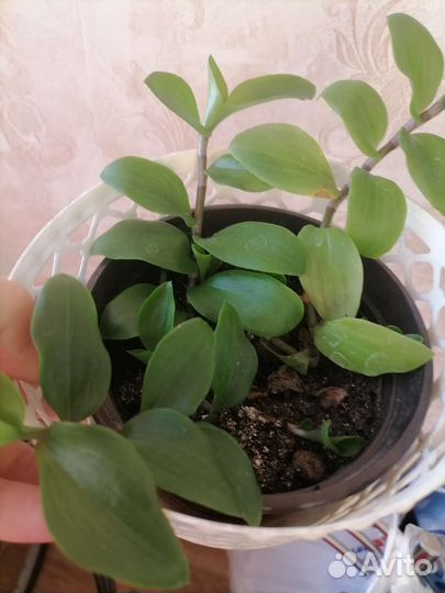 Трагисканцыи разные