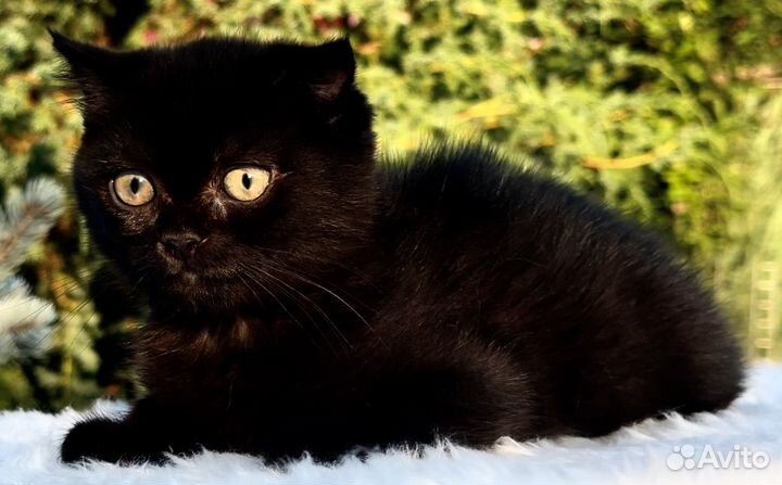 Шотландская плюшка