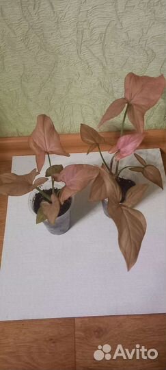 Сингониумы