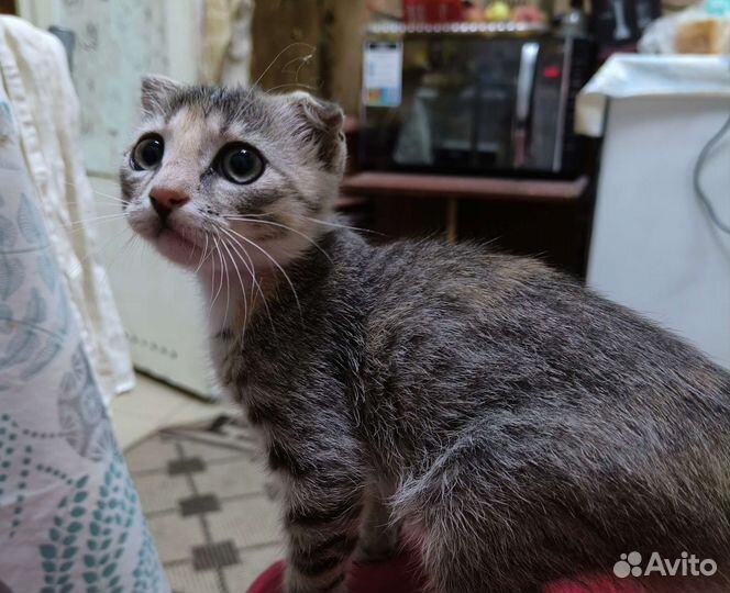 Вислоухий котёнок