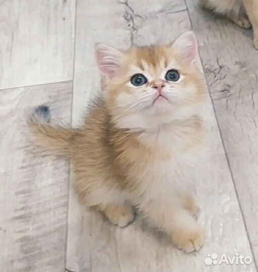 Золотой медвежонок с родословной