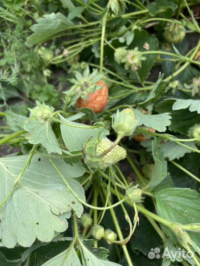 Рассада клубники