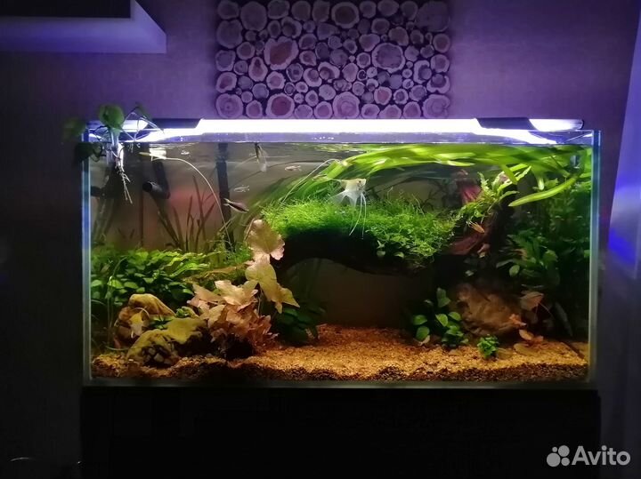 Аквариум действующий