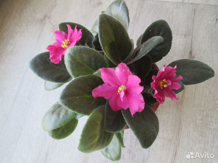 Цветущие фиалки