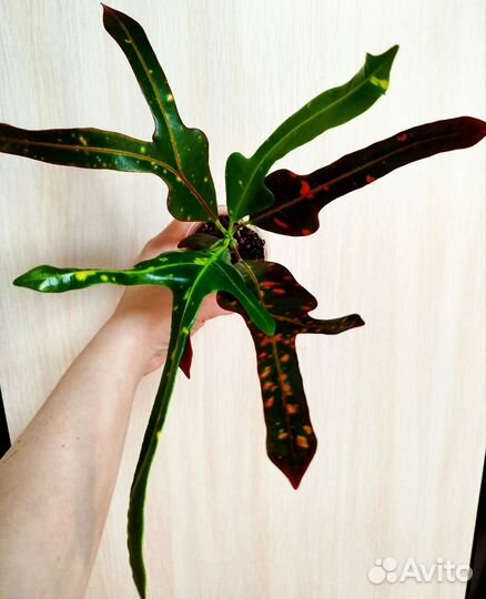 Кротон Tree namtok, Рыжик, Дейзи