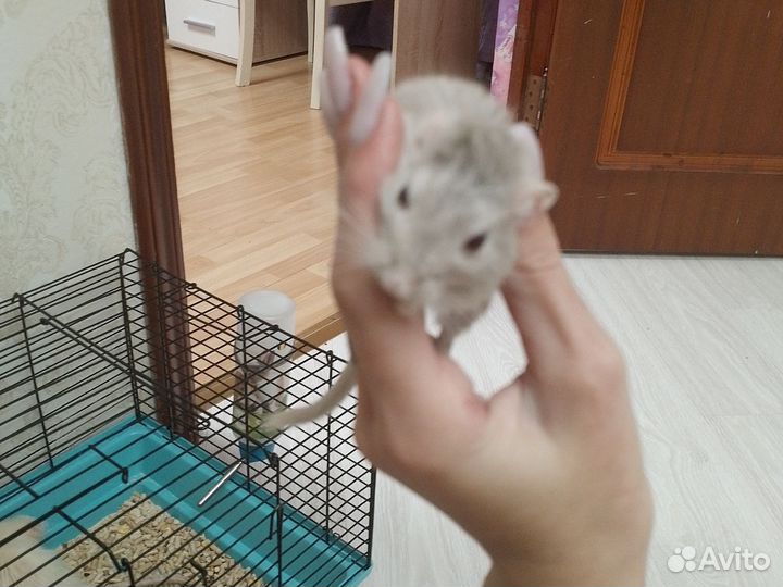 Декоративные мышки