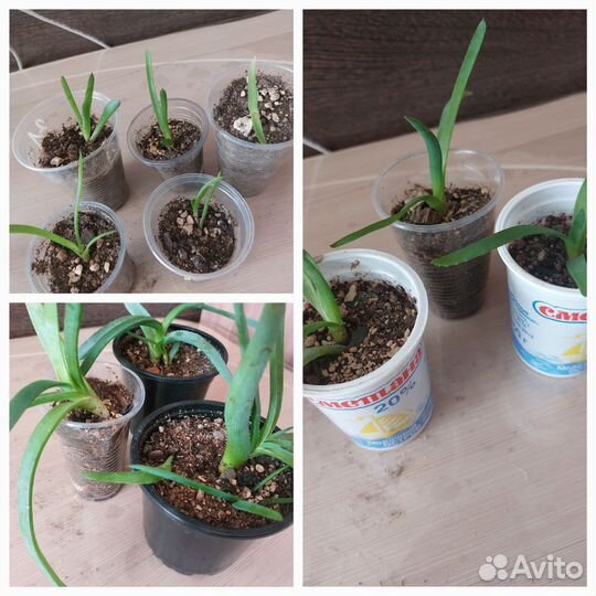 Алоэ индийский