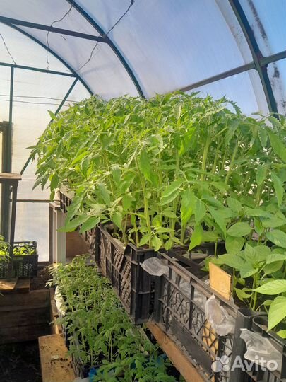 Рассада помидор, перца, огурцов