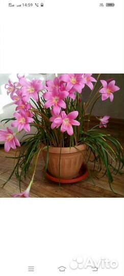 Зефирантес и Гибискус