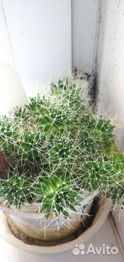 Комнатные цветы кактусы