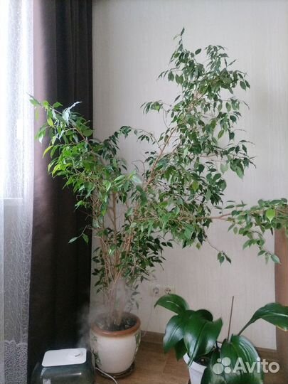 Фикус бенджамина большой