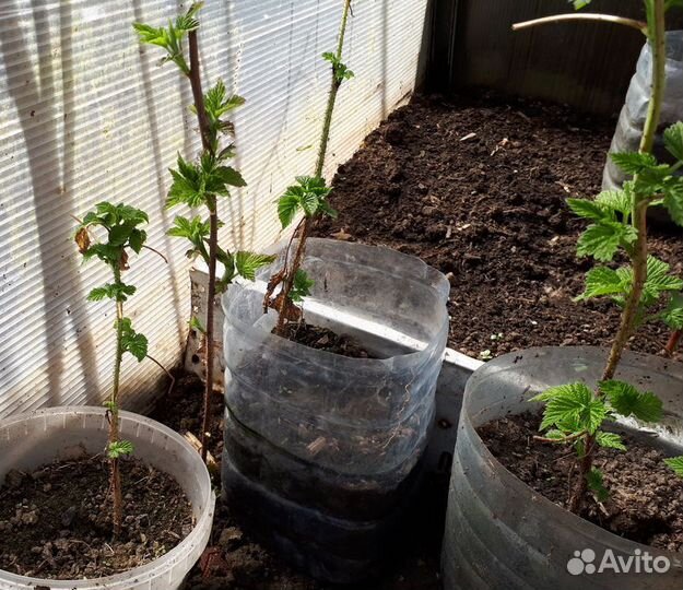 Малина ремонтантная саженцы