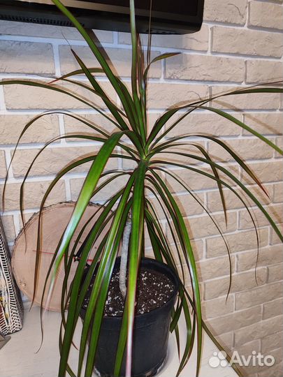 Драцены, фикус