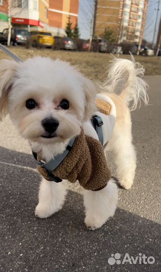 Толстовка для собак мелких пород