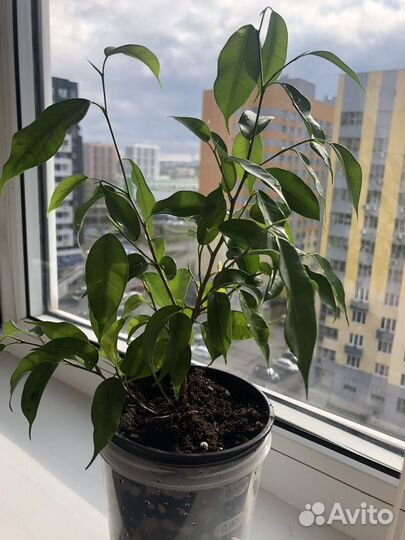 Фикус бенджамина