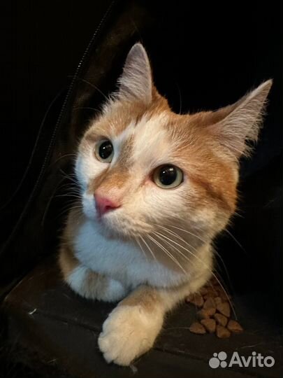 Кошка