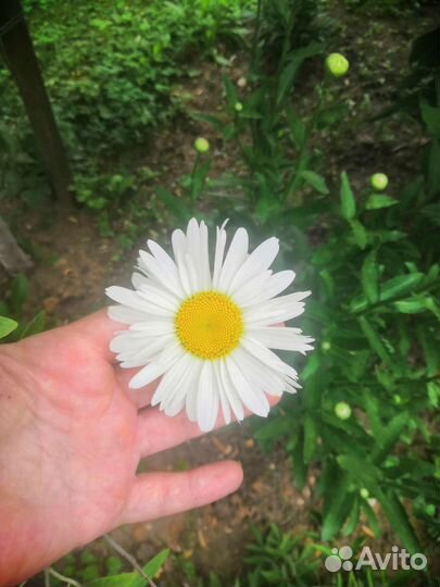 Ромашка садовая