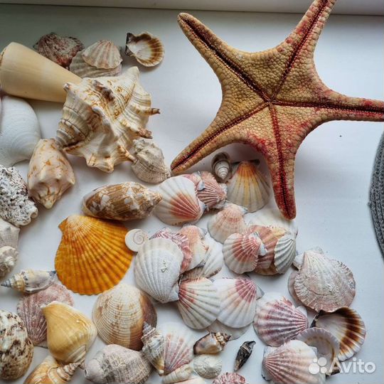 Ракушки морские, и звезда, набор