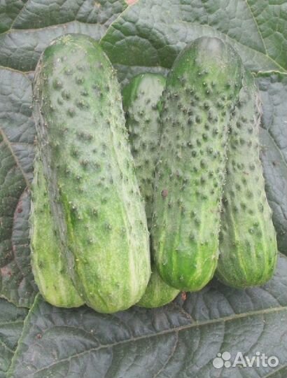 Огурец Циркон F1 (Nunhems) 7шт цв.п