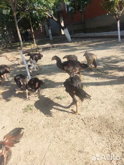 Бойцовая птица