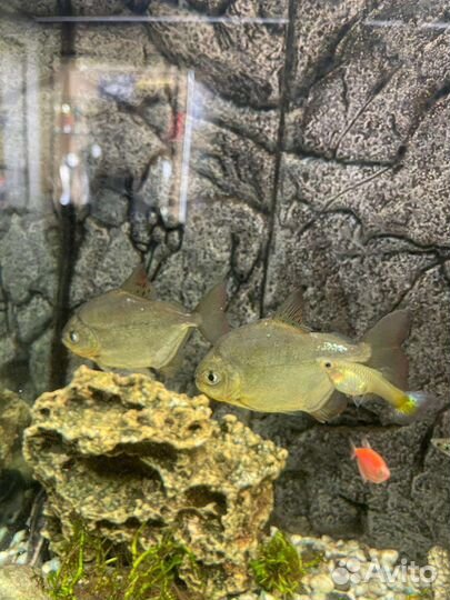 Рыба метиннис серебристый