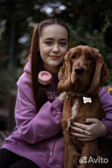 Вязка английский кокер спаниель