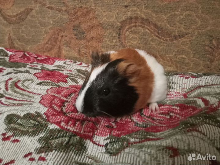 Морские свинки