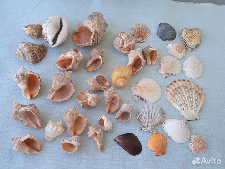 Ракушка морская для творчества декора в аквариум