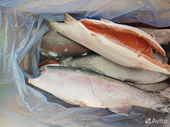 Форель норвежская премиум крупная