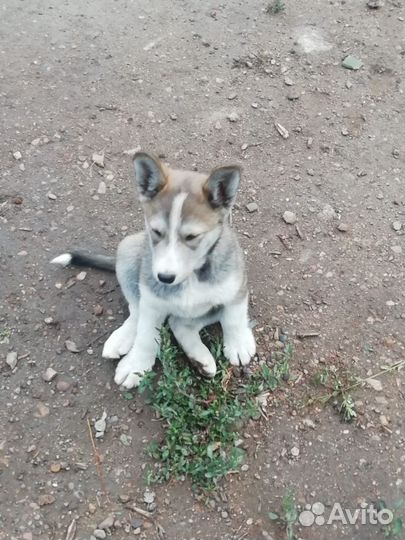 Собака в добрые руки отдам бесплатно