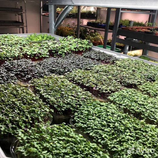 Наставничество в сфере ситифермерства