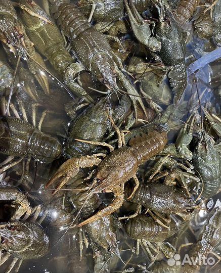Раки живые дикие в наличии