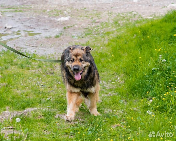 Собака в добрые руки отдам бесплатно