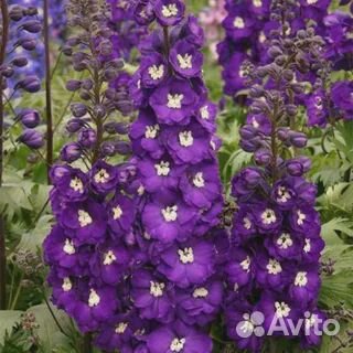 Дельфиниум многолетний